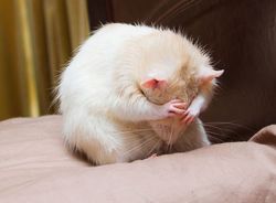 O_Souris_qui_a_peur.jpg.jpg