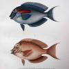 Hyacinthe LEGRAND       :  Planche de deux poissons