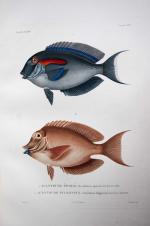 Hyacinthe LEGRAND       :  Planche de deux poissons