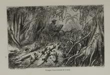 Alexandre HUREL  "Présages d'une invasion de fourmis"