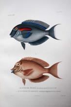 Hyacinthe LEGRAND : Planche de deux poissons Hyacinthe LEGRAND : Planche de deux poissons